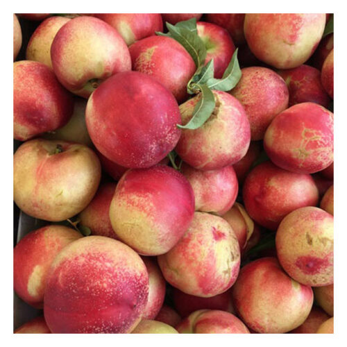 Nectarine -EACH