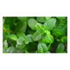 Mint Bunch