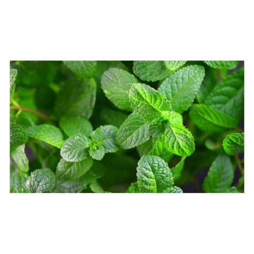 Mint Bunch