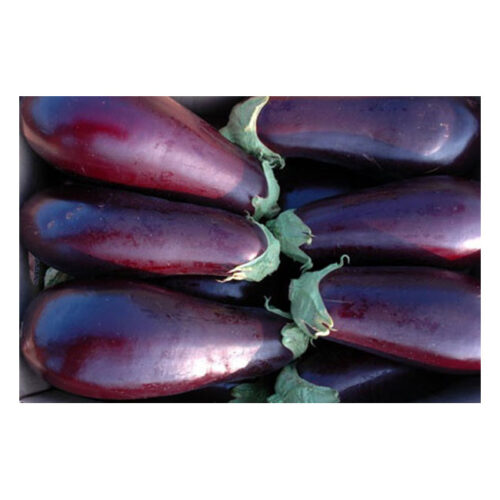 Large Aubergine – 1 PICS