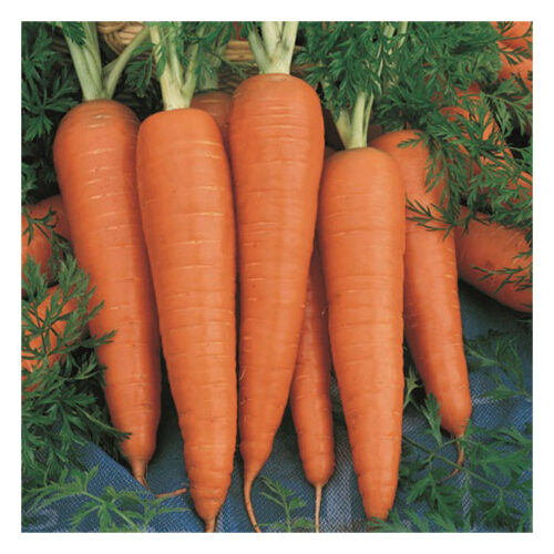 Carrot – Per 500G