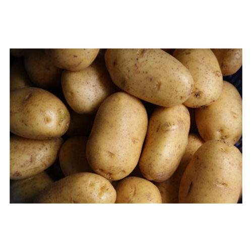 Large Potato – 500g