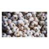 Garlic - 350 grams