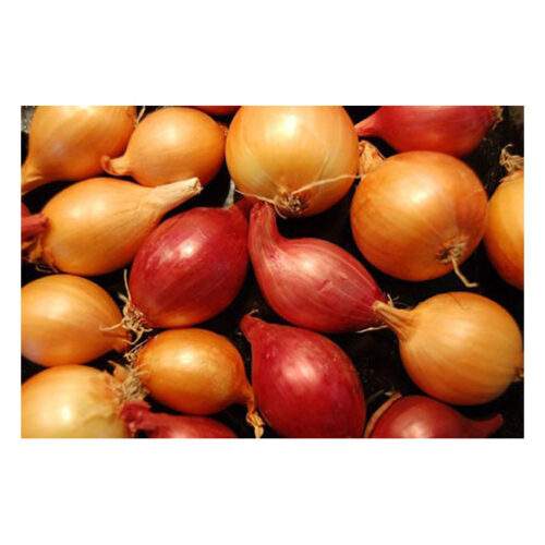 Baby Onion – 500g