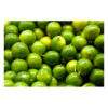 Lime - 6 ON OFFER