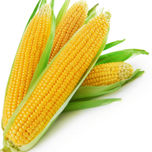 FRESH SWEET CORN -EACH