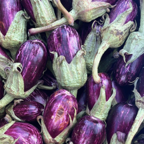 BABY PURPLE AUBERGINE -500g