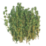 FRESH THYME /EACH PACK