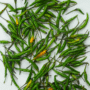 INDIAN CHILLI-250g